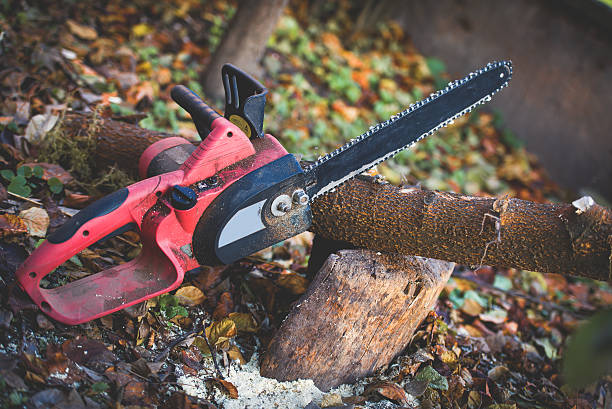 How Our Tree Care Process Works  in  Campbellsville, KY