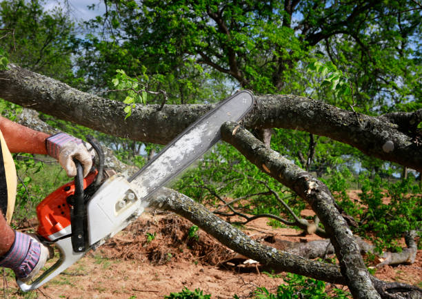 Tree and Shrub Care in Campbellsville, KY